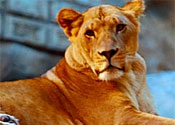 Lion Habitat Las Vegas